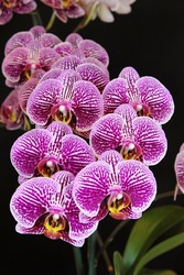 New Orleans Orchid Society Show and Sale