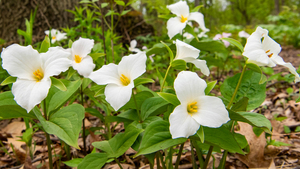 Wildflower Hike