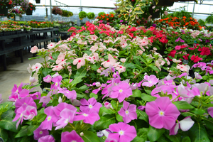 Best of the Best Top 10 Proven Winners® Must-Haves