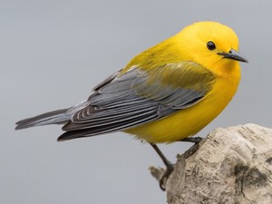 Bird Walk at Cumberland River Bicentennial Trail on May 2