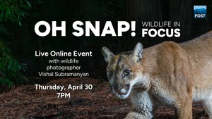 Oh Snap! Wildlife in Focus (Online Event)