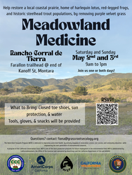 Meadowland Medicine: Help Restore a Local Coastal Prairie