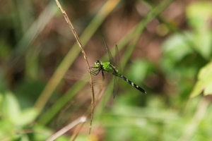 Identifying the Common Dragonflies of Loudoun