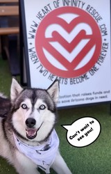 Dog Adoption and Fundraiser at U.S. Egg