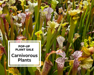 Carnivorous Plants Pop-Up Sale