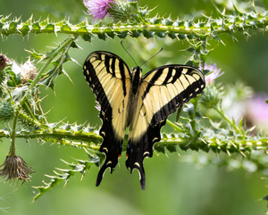 Butterfly Walk Willowsford Conservancy