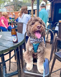 Cody’s National Adopt a Shelter Pet Day Fundraiser