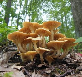 NJ Audubon: August Mushroom Meander