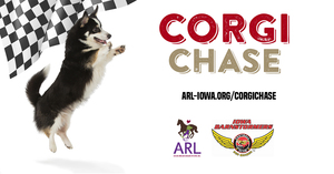 Corgi Chase