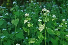Wildflower and Garlic Mustard Removal Walk
