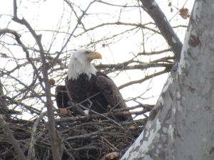 Bald Eagle Strolls