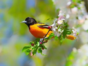 Morning Bird Hike