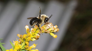 Spring Wildflowers and Their Bees