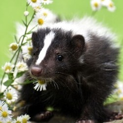 Wildlife Meet and Greet at Wildlands!
