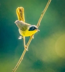 Budding Birders with Wildlands' PreK Pathfinders Program