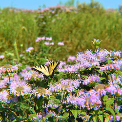 Wildflower Bioblitz & Meadow Restoration Tour with Wildlands!