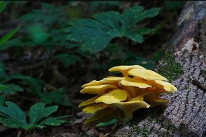 Wild Mushroom Foray with Wildlands Conservancy