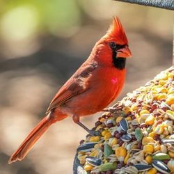 Mother’s Day Birdseed Wreaths Friday, 6:00 pm May 8 | Ages 5-12 w/Adult