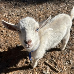 Goat Cuddles at Lyman Orchards