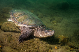 Lifestyles of the Smooth and Scaly: Snappers and Softshells