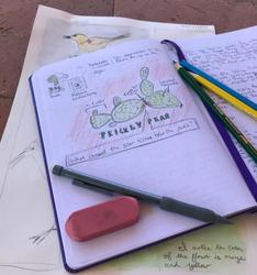Nature Journaling: Pima Prickly Park