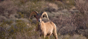 The World of Mammals: Sheep and Goats