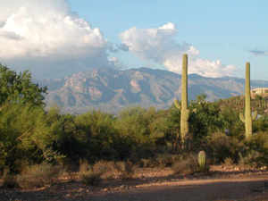 Nature Journaling  at Feliz Paseos Trails