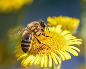 Nature Stories: Pollinator Play