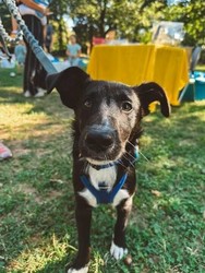 PhilBark Dog Days
