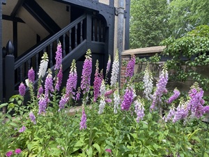 Special Focus Tour: Garden Walk History Tour
