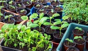 A Plant Sale