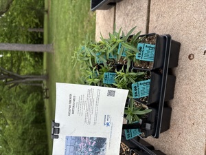 Native Plant Sale