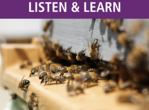 Exploratory Beekeeping