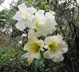 Tour an Outstanding Aptos Rhododendron Garden