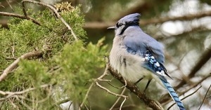 World Migratory Bird Day