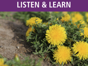 What to Do with Weeds