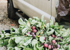 Hartness Farm Market