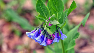 Sunset Wildflower Walk