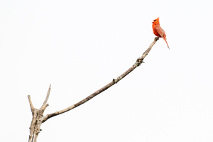 “Canaries in a Corn Mine”: Photography Exhibition and Reception