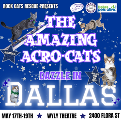 The Amazing Acro-Cats: Dazzle in Dallas