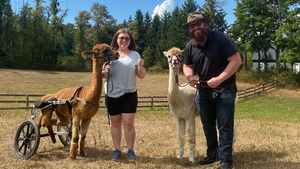 Alpaca and llama trekking
