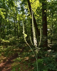 Trailside Nature Sketching at Black River Sanctuary