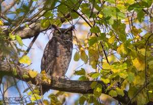 Get Out! For Wellness: Sherwood Forest Preserve with Wildlands Conservancy