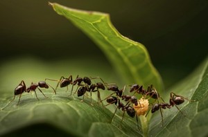 Preschool Explorers: Ants on a Parade