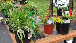 Edwardsville Garden Club - Annual Spring Plant Sale - May 9, 2026