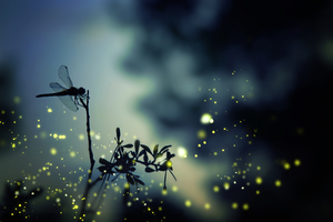 Fire Fly Viewing Nights