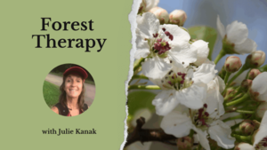 Forest Therapy