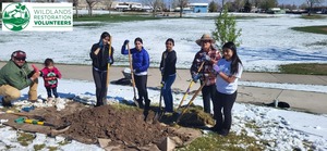 Ragweed Draw Tree Planting