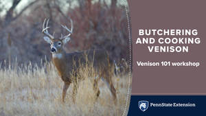 Venison 101: Hands-On Butchering, Processing, and Cooking