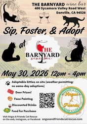 Join Angus & Friends for our Sip, Foster & Adopt event at The Barnyard Wine Bar in Danville